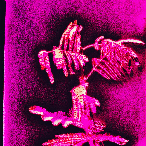 benzoned outlooking inward with trea leaves (reminiscin')