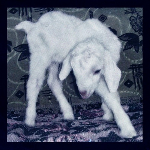 i think a lot about killing myself