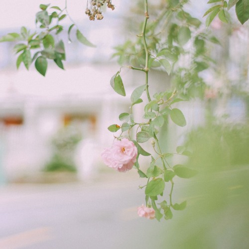 CÒN YÊU EM MÃI - RỒI MAI TÔI ĐƯA EM - Nguyễn Đình Tuấn Dũng (live)