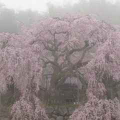 divine garden (jyn31)