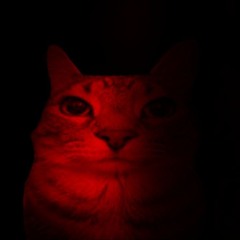 scary_cat_is_alive...