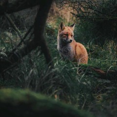 of monsters and men - dirty paws (slowed)