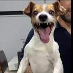 Dog Laugh Ballad by Procer