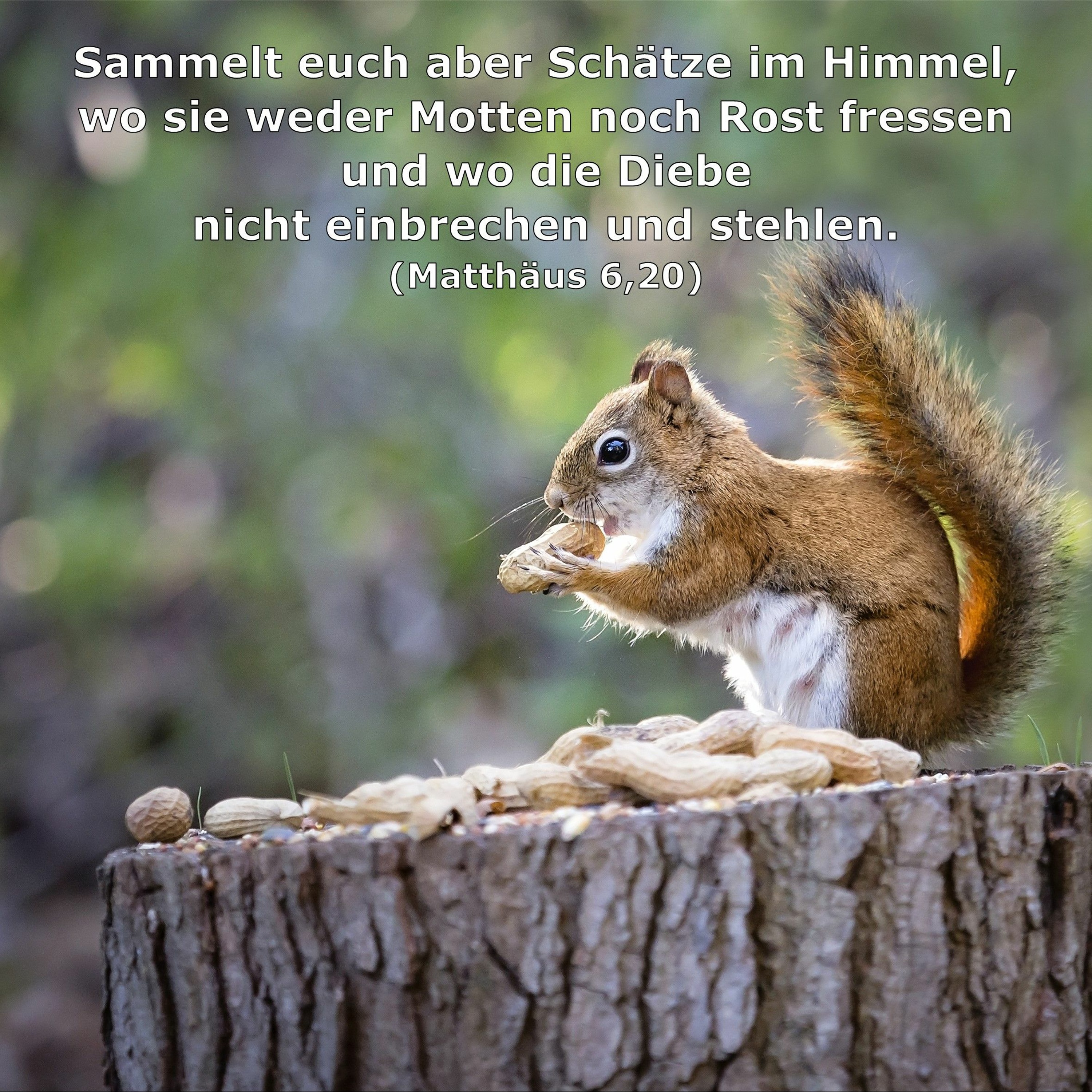 In einem Jahr durch die Bibel
