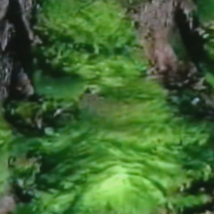 Moss Mass
