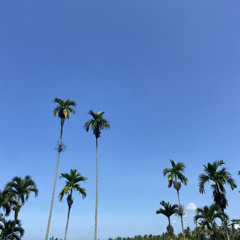 A Summer Wasting