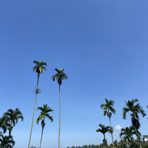 A Summer Wasting