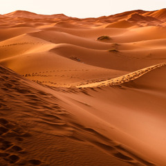 Lost in the desert