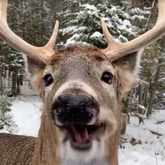 deer music