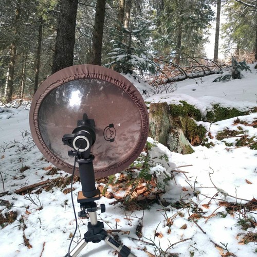 Forêt Enneigée