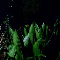 gator tail