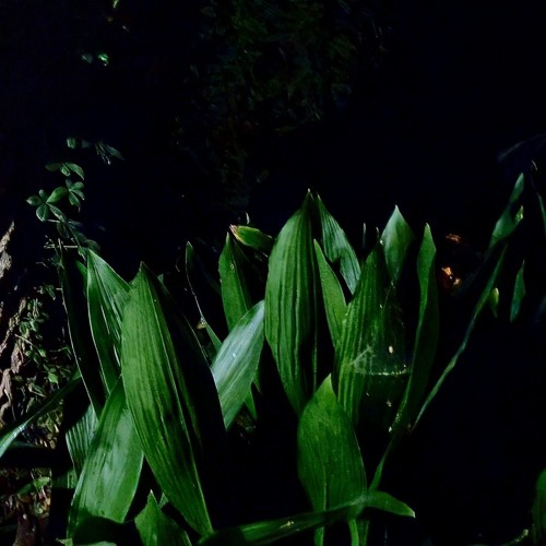 gator tail