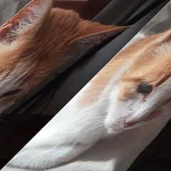 Hollow Rats (Unfinish)