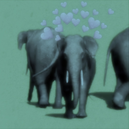 Elephant Greenscreen Effect Song (Slowed+Reverb)