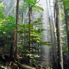 Wilderness