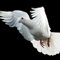 peace - שָׁלוֹם - мир - 和平 - ﺳَﻠَﺎﻡ