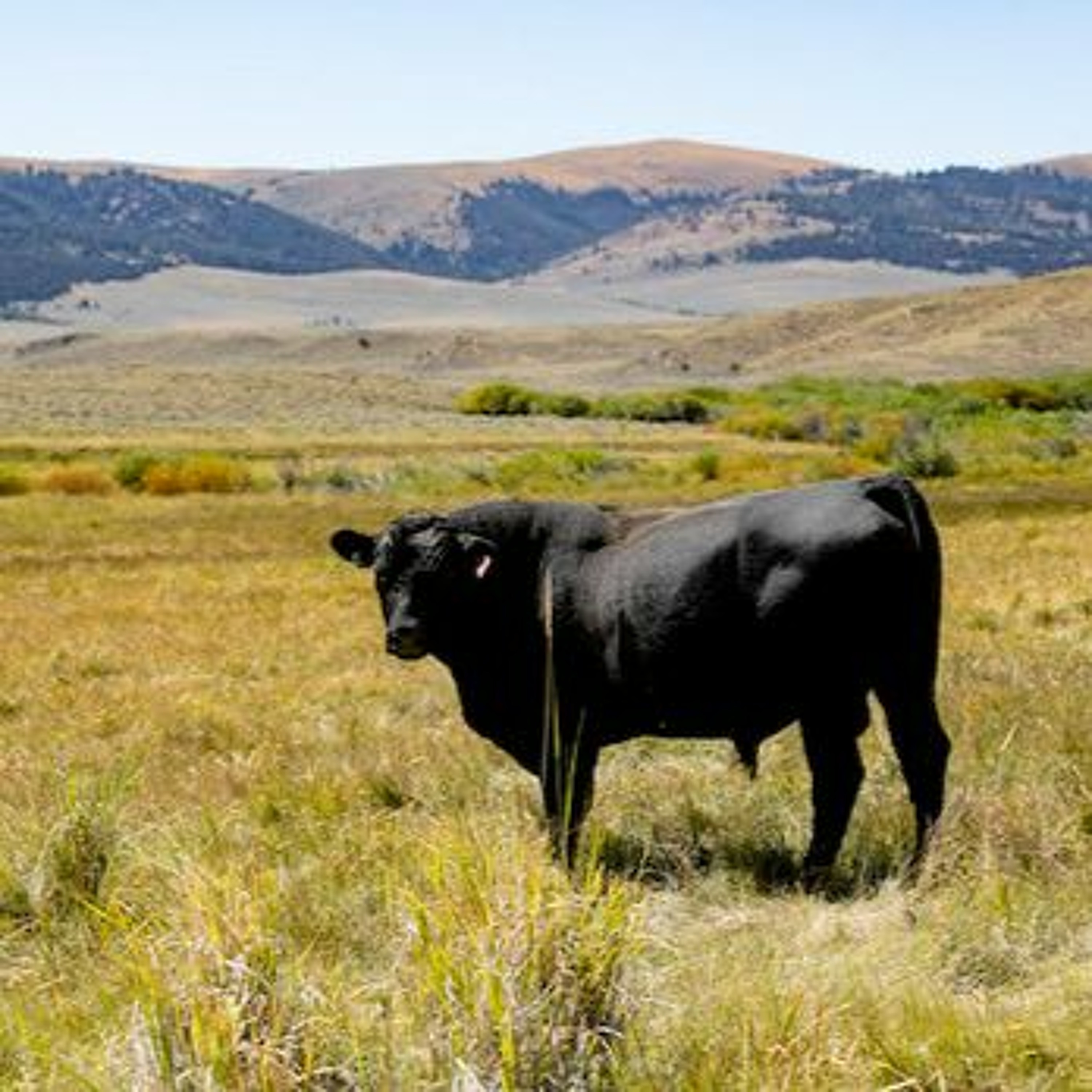News Brief Feb. 14 | Grazing Fees Remain Stagnant as Inflation Rises, Teton Arts Receives NEA Grant episode artwork