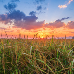 Field