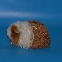 sstepteam study 005 30.11.2025