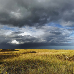 Meadows
