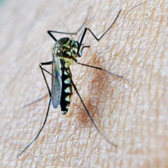 What's right: Egypt certified malaria-free