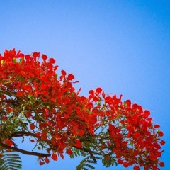 Royal Poinciana