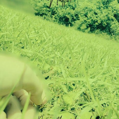 Down the plain fields...