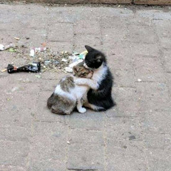 aldn & carolesdaughter - do or die (mijaru cover)