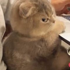 Biệt Tri Kỷ Remix