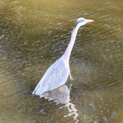 Make It Real (Endless Summer Mix)