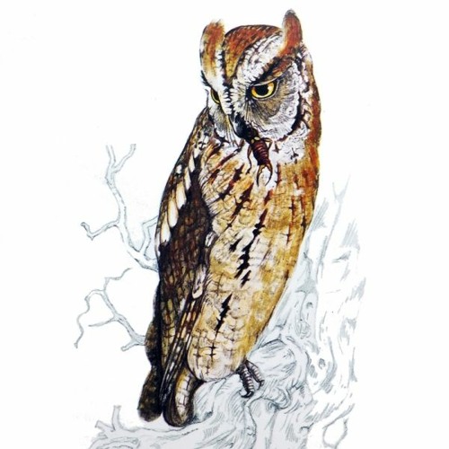 Stream Hibou Petit Duc By G3nj0 Listen Online For Free On Soundcloud Stream Hibou Petit Duc By G3nj0 Listen Online For Free On Soundcloud