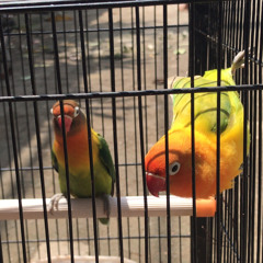 Terapi seperti dihutan burung LB Kacer Dll.