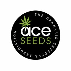 Episode 56.5 ft DUBI of ACE seeds
