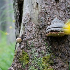 Mycelium Can Save The World