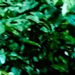 Pajarillo Leticiano - collectif Lovemusic - Mélusine Wachs