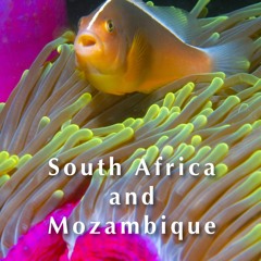 Read ebook [PDF] Diving & Snorkeling Guide to South Africa and Mozambique (Diving &