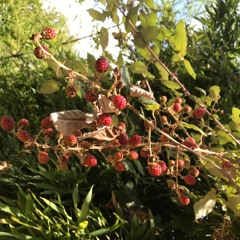 ягоды feat. завизион