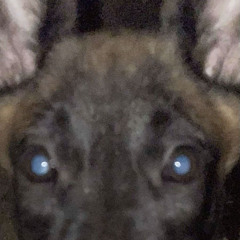 kota - ordeals w zayyy