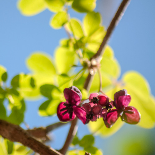 Freshness Strawberries