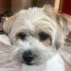 rzulica menerica .m4a