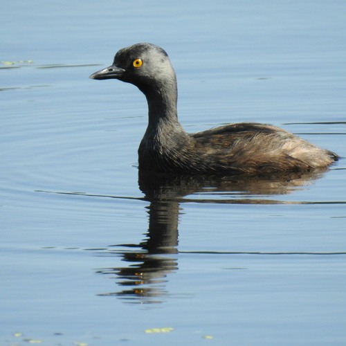 Zambullidor Menor(Tachybaptus dominicus)