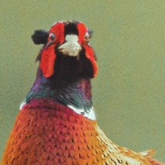 Squinting Pheasant