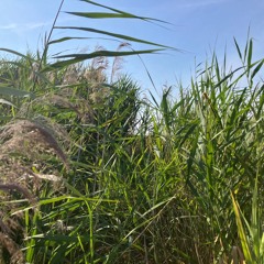 Great reed warbler - dawn chorus on the wetland
