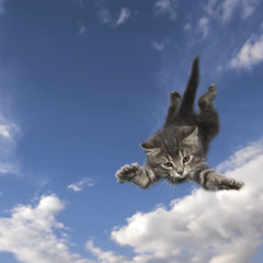 volando (steezywolf49)