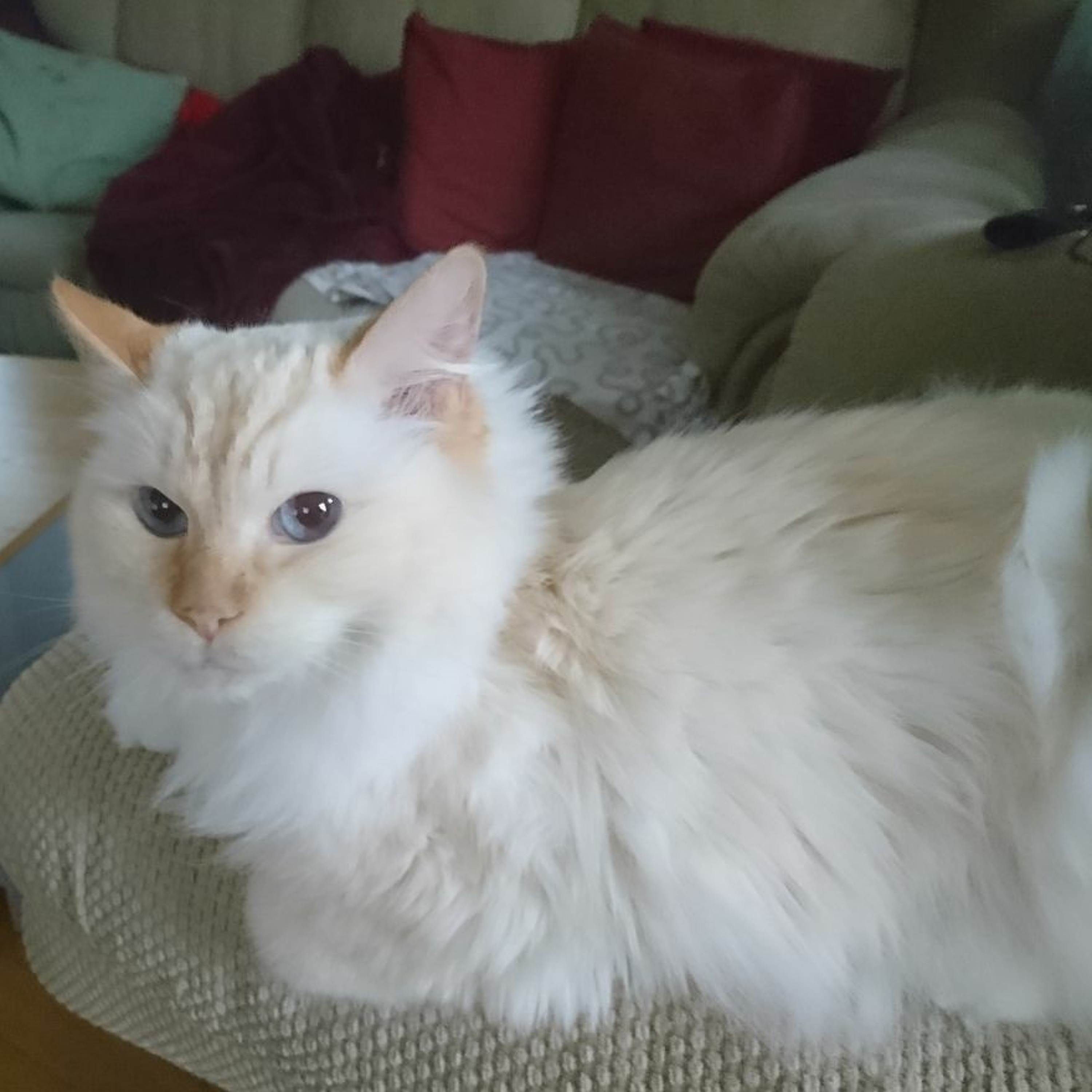 Heaven gave me a cat, no longer lonely