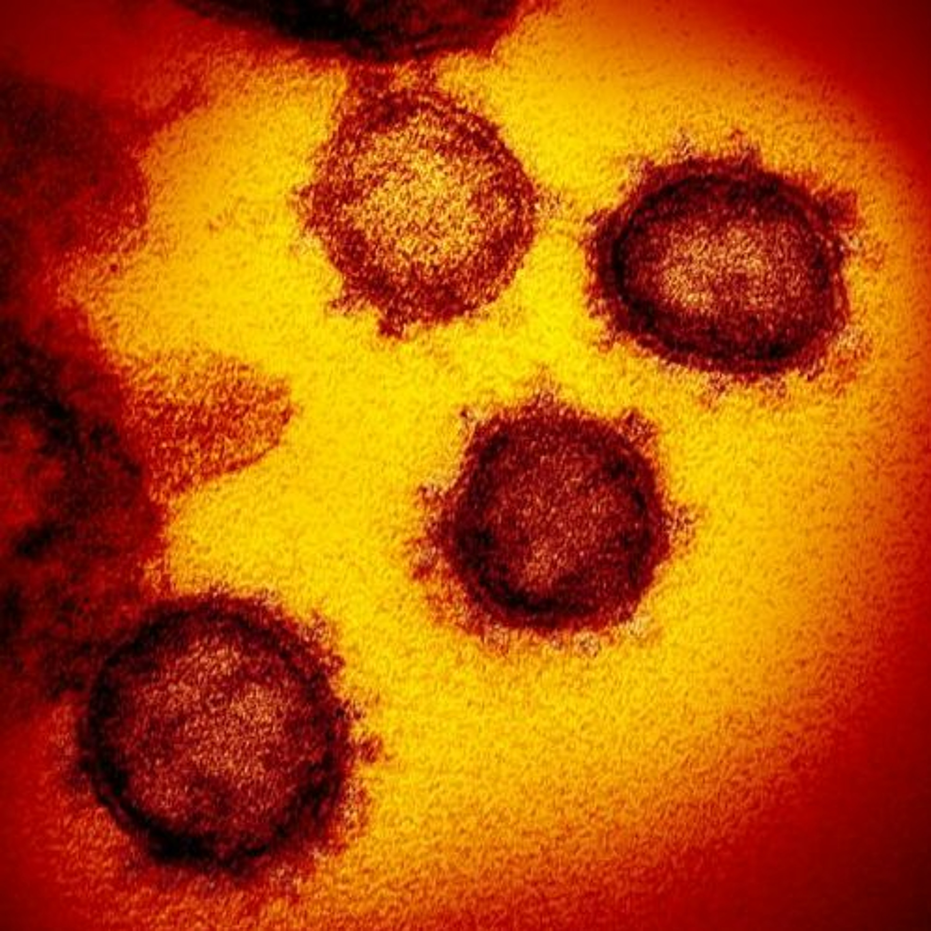 DontCatchTheVirus! episode artwork