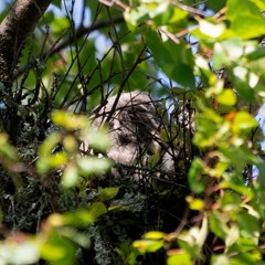 Successful Great Grey Owl breeding