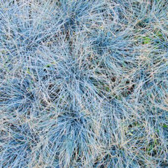 Blue grass(Produced by Belias)