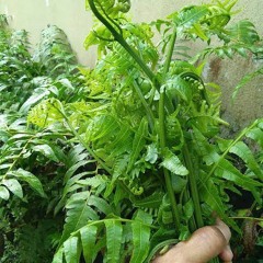 PUCUKLAH PAKU(SOYA M2)2024