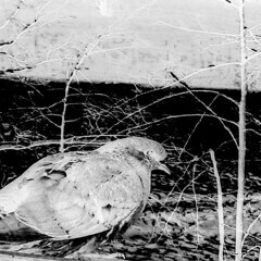 Diletant - Murg-i-Humay’un-Bal